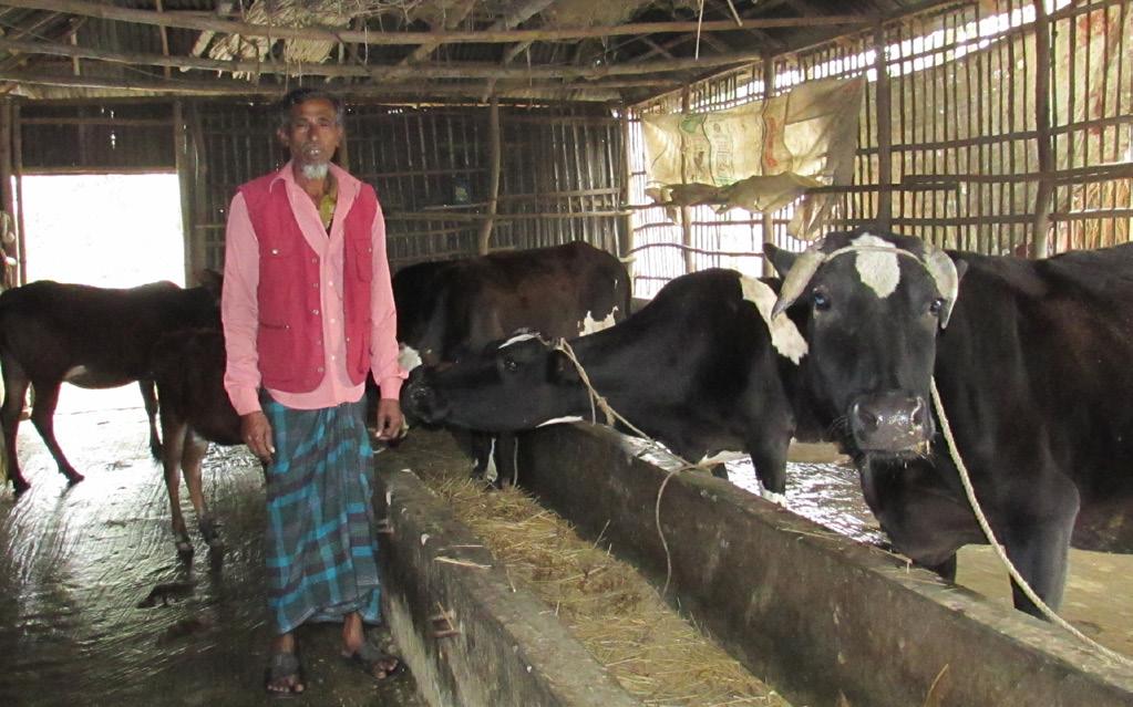 It has been evident from the Impact Assessment Survey that quite a few non-cig farmers (5 percent of total non-cig participants for dairy cow technology) have been motivated to adopt the improved