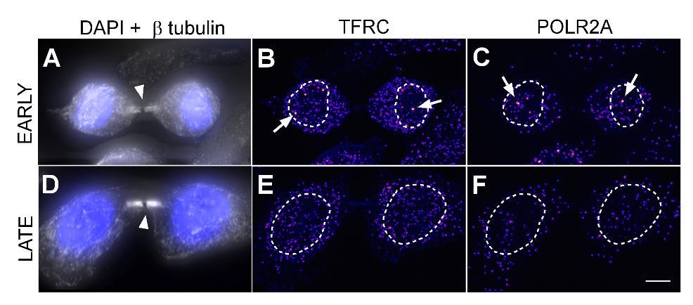 Figure S7. Transcriptional spikes occur early in the cell cycle. Representative images of HepG2 cells co-stained for -tubulin (left panels), TFRC RNA (middle panels) and POLR2A RNA (right panels).
