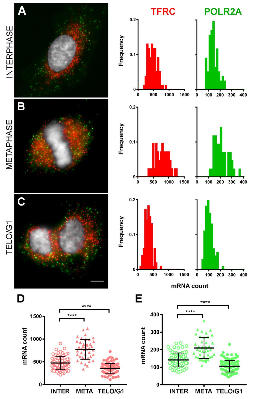 Figure S2. Quantitative smrna FISH results for HT-1080 cells.