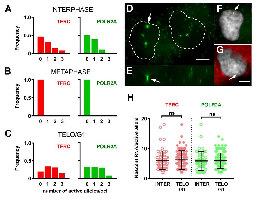 Figure S4. Increased transcription upon mitotic exit in HT-1080 cells.