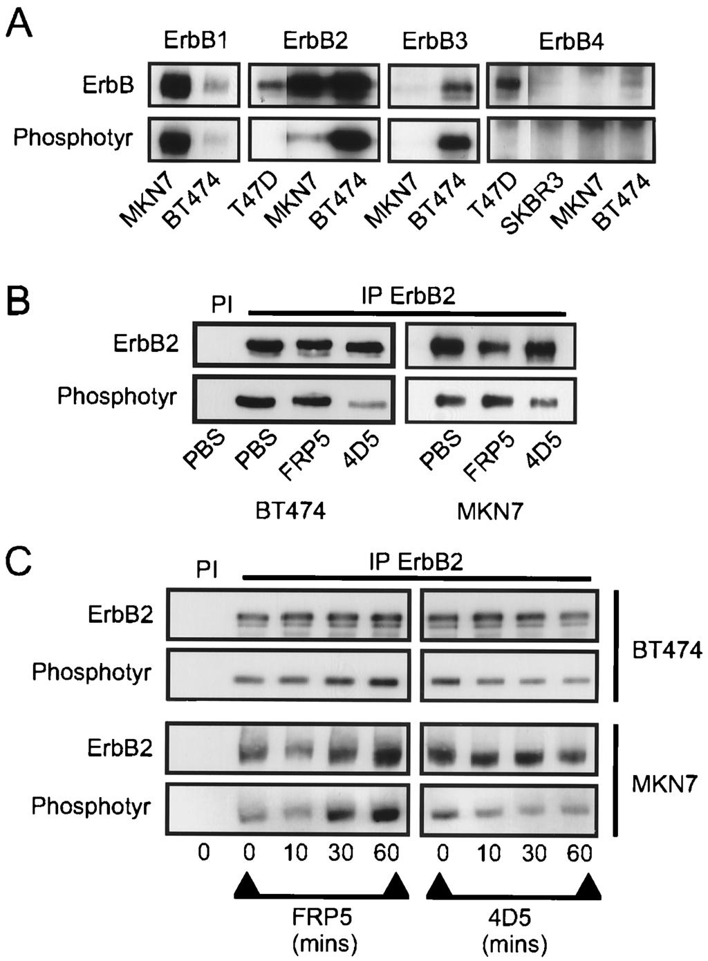 VOL. 20, 2000 MODULATION OF p27 Kip1 FUNCTION BY ErbB2 OVEREXPRESSION 3213 FIG. 2. Screen of ErbB receptor protein and tyrosine phosphorylation levels and effects of anti-erbb2 antibody treatment on tyrosine phosphorylation of the ErbB2 receptor in BT474 and MKN7 cells.