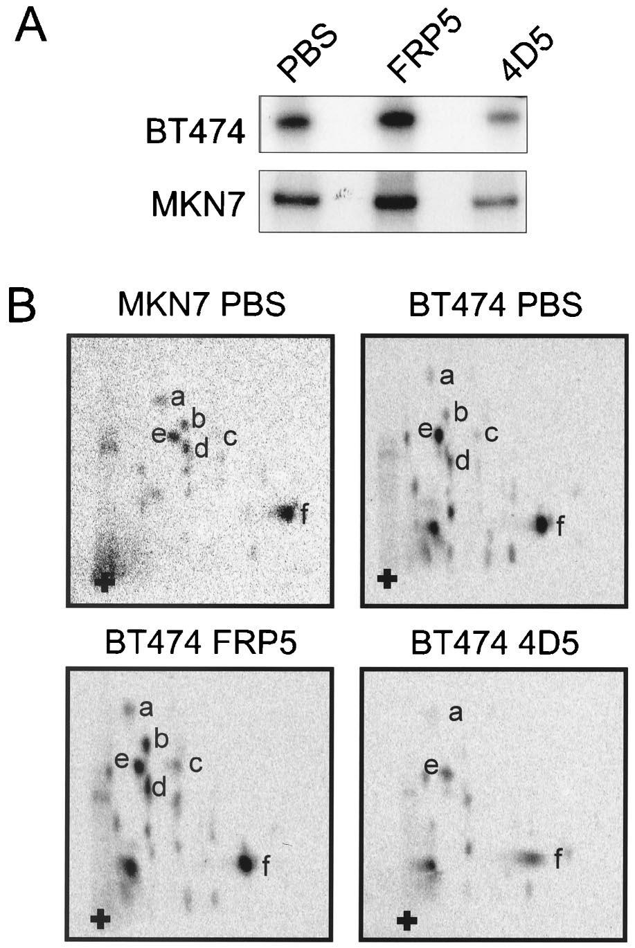 3214 LANE ET AL. MOL. CELL. BIOL. FIG. 4. Analysis of PKB and Erk1/2 phosphorylation after treatment of BT474 and MKN7 cells with anti-erbb2 antibodies.