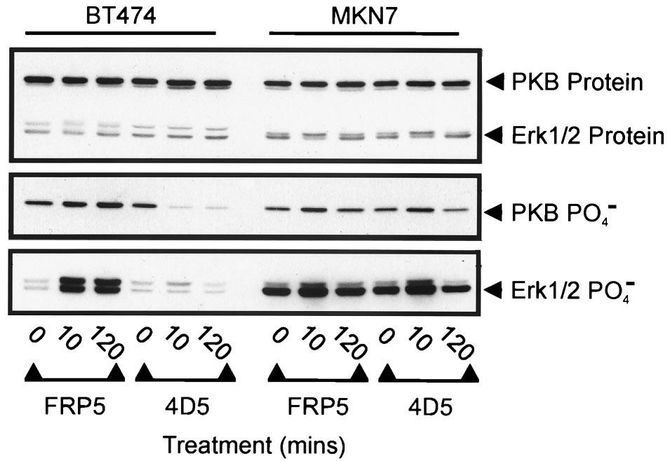 At the times indicated, cells were extracted and the protein levels (top) and phosphorylation (PO 4 ) states of PKB (middle) and Erk1/2 (bottom) were evaluated by immunoblotting.