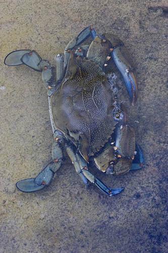 Spreading Dead Zones and the Consequences for Marine Ecosystems Research into marine dead zones around the world suggests that crustaceans (which consists of crabs, lobsters,
