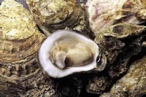 American oyster (Crassostrea virginica) is able to survive in water that