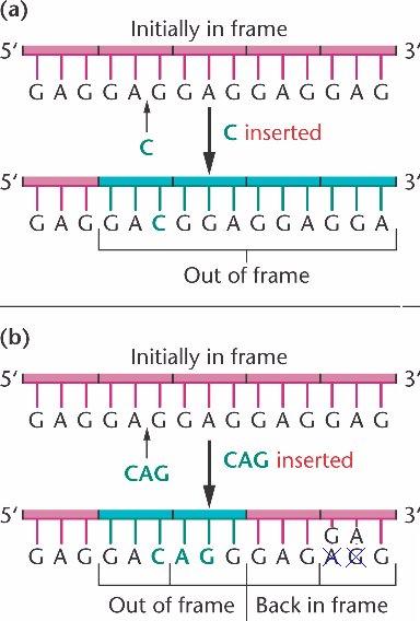 Gene Mutations o Point mutation: one base pair changes, i.e. base-pair substitution, insertion/deletion o Missense mutation: a base pair mutation that occurs in an exon, effects will vary o