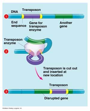 Chromosomal Mutations o Deletions and duplications o Translocation: segment from one chromosome inserted into another o Inversion: orientation of DNA reversed on a chromosome o Transposons are DNA