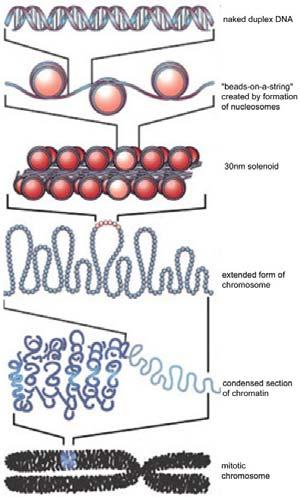 oncogenes by carcinogens Chromosomes DNA wrapped up by histone proteins to form nucleosomes Nucleosomes then coil up into chromatin Humans have 46 separate dsdna molecules, each called a chromosome