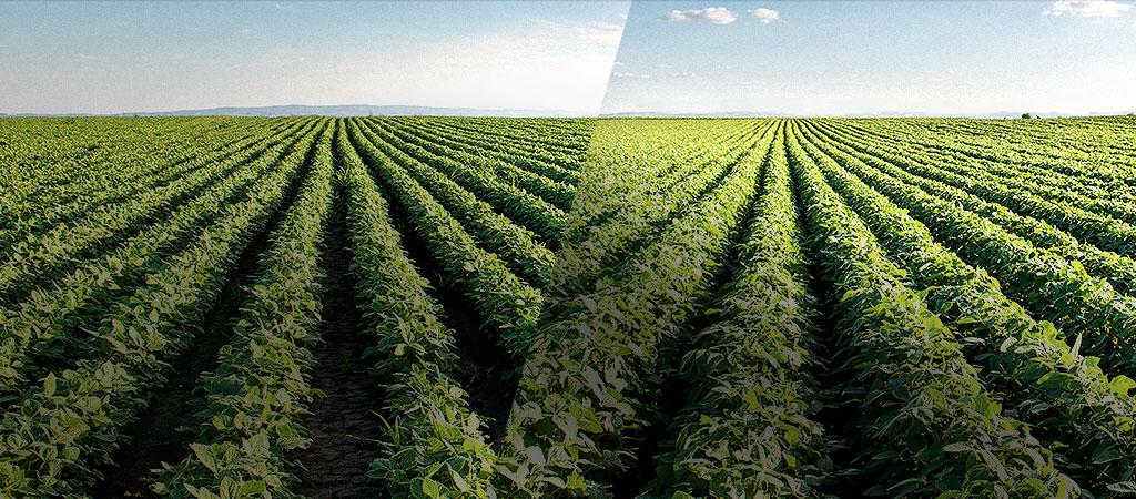 Integrated Weed Control Solutions Monsanto s Integrated Weed Control Solution Launched 20 Years Ago; Roundup Ready Now on 350 Million