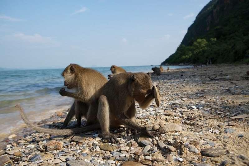 We come by it honestly: Tool-wielding monkeys push local