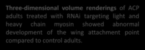 adults (A), but muscle groups were visible in adults treated with RNAi
