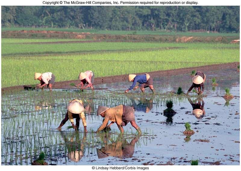 Rice Farming: