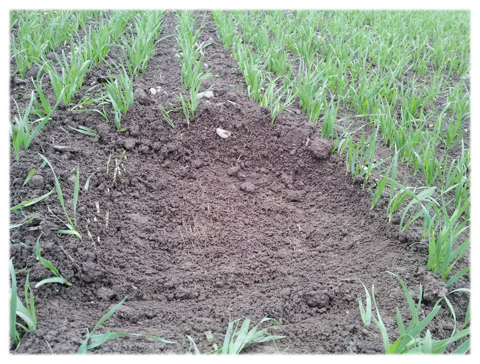 The effects of seedbed preparation and its timing on soil strength parameters of a compacted