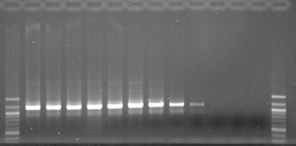 The red arrow indicates the appropriate size band for the linearized pkd46 plasmid. 0.5 1 2 3 4 5 6 7 8 9 10 11 12 13 14 Lane Sample 1 100 bp ladder 2 50.0 o C 3 50.