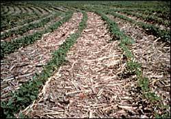tillage helps to retain soil moisture, provides cover for wildlife and beneficial species, and decreases fuel consumption through fewer passes of tillage equipment through the field.