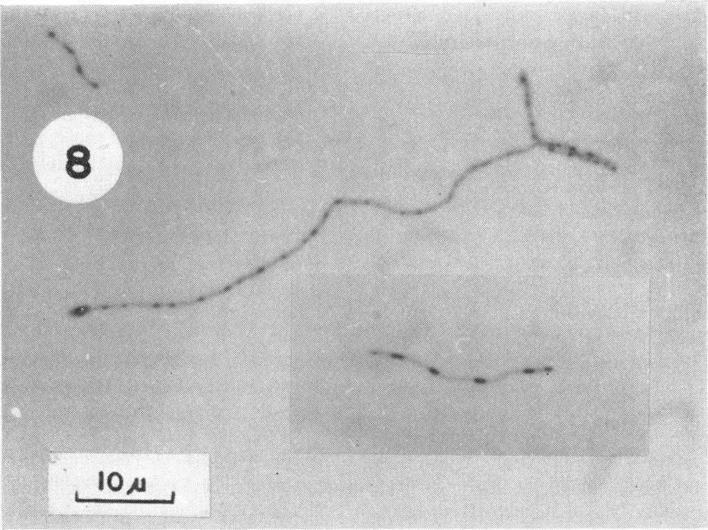 1958] Ak; ~~~~~~~~~~~~~~~~~~~~~~~~~~.. ORAL FILAMENTOUS MICROORGANISM.....X 299 ' FOAl Figure 8. Cells stained by Laybourn's method showing metachromatic granules.