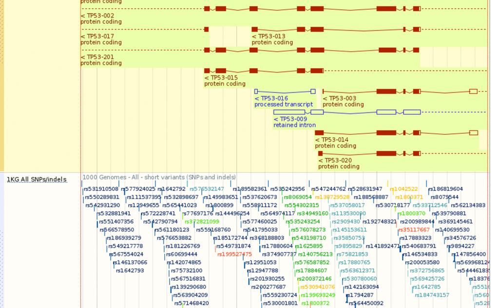 Scroll down to the next section and you ll see the chromosome region in more detail, with the TP53 gene in the middle. This gives you an idea of the genomic context of the gene of interest.