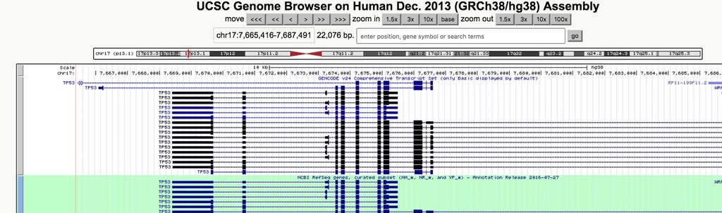 Using the UCSC Genome browser Below the headers is a dark blue bar with the link Genomes. Mouse over it and select human genome GRCh38/hg38.