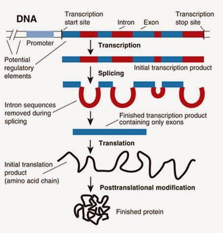 Protein coding genes ~ 20,000 in the human genome. Due to splicing one gene can make many proteins.
