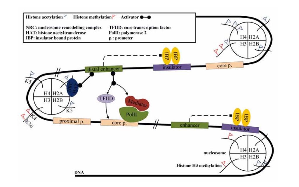 Nucleosomes & Histones Acetylation