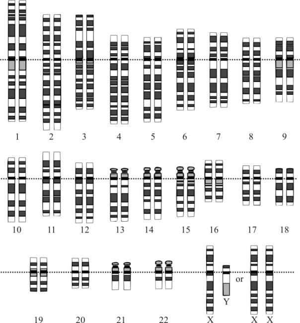 Structure of human genome Total of 23 pairs of chromosomes. Each chromosome is diploid.