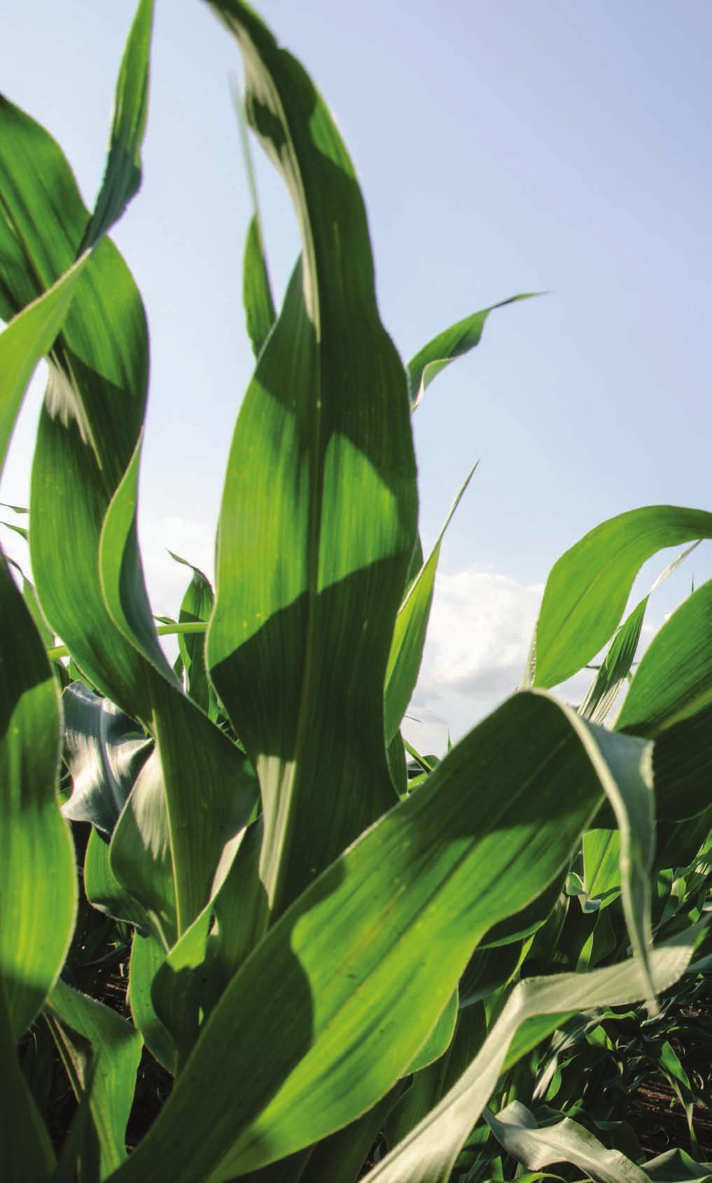 Excellent plant health Prefers early applications of nitrogen Has