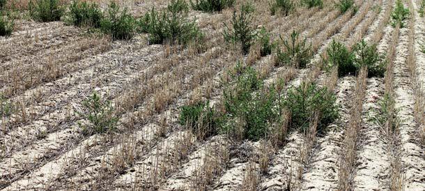 Why Herbicides Don t Work PLANT CHARACTERISTICS Tolerance Plant