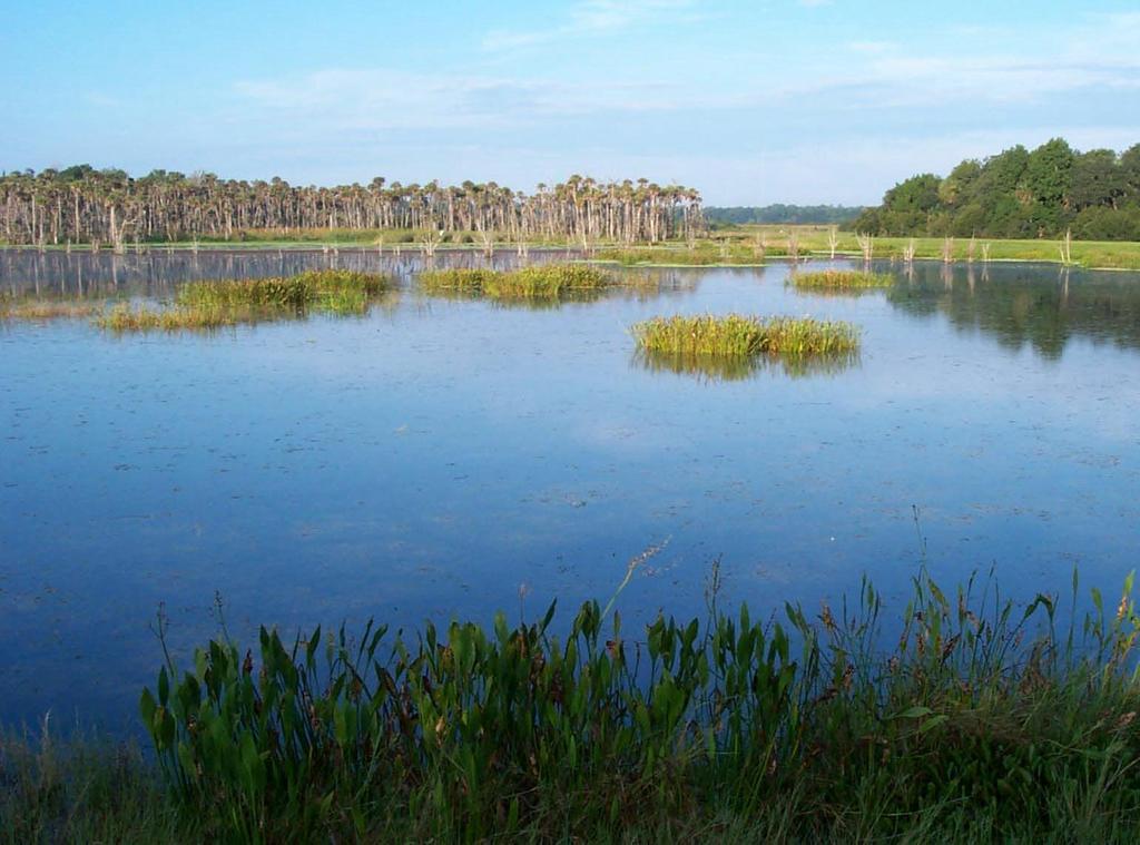 Design Parameters 486 hectare (1,200 acre) surface water treatment wetlands 18 Treatment Cells Over 2,000,000 aquatic plants 200,000 trees were installed.