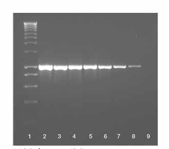 Taq is purified from Thermus aquaticus and is used in a wide range of molecular biology protocols. PHENIX High Activity Taq can amplify fragments of up to 5Kb in length, from genomic DNA.