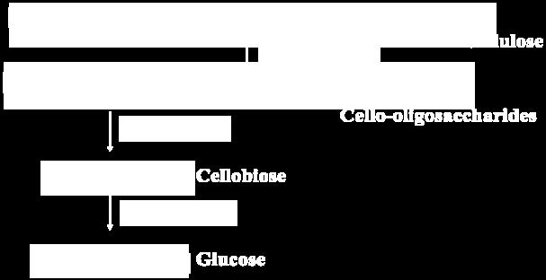 β-glucosidase.