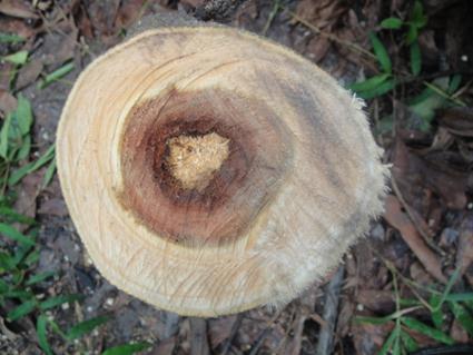 the top of the crown to break, strip bark from trees resulting in large wounds stem decay visible in large stubs from branches pruned during the visit stem decay fungi fruiting on debris in the