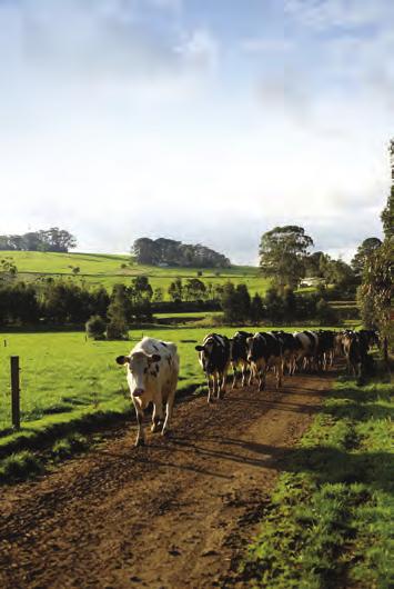 Guiding principles for animal care The National Dairy Industry Animal Welfare Strategy recognises the Five Freedoms as guiding principles in achieving good welfare outcomes for dairy animals. 1.