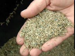 Grass seeds Planting Material