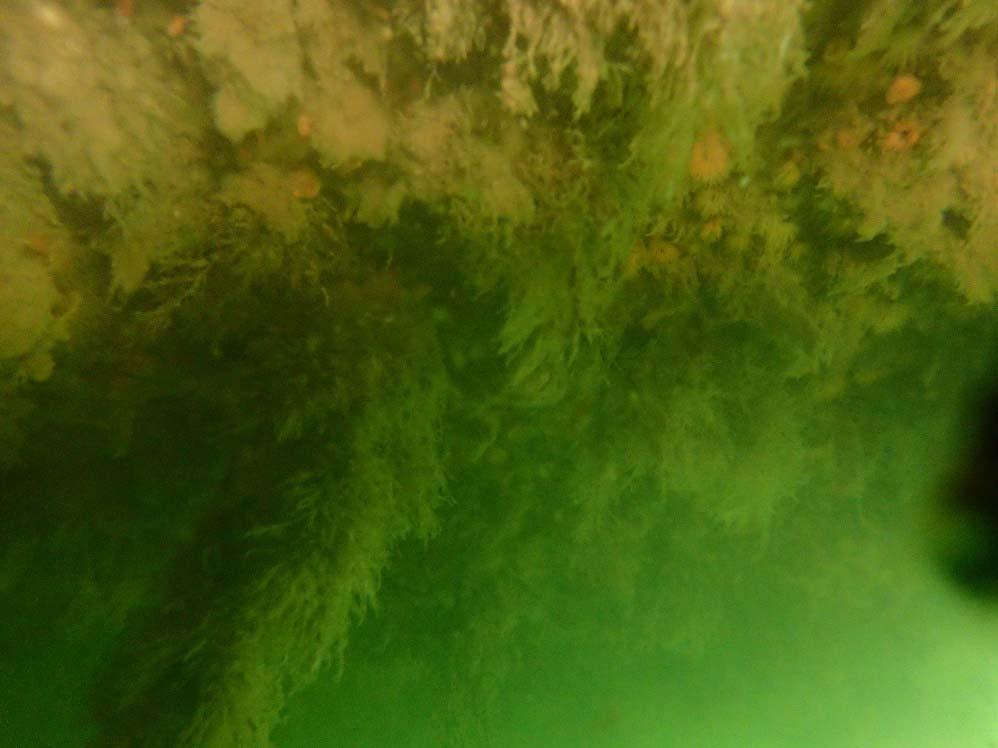 Photograph 8 : Underwater View of the Typical Marine