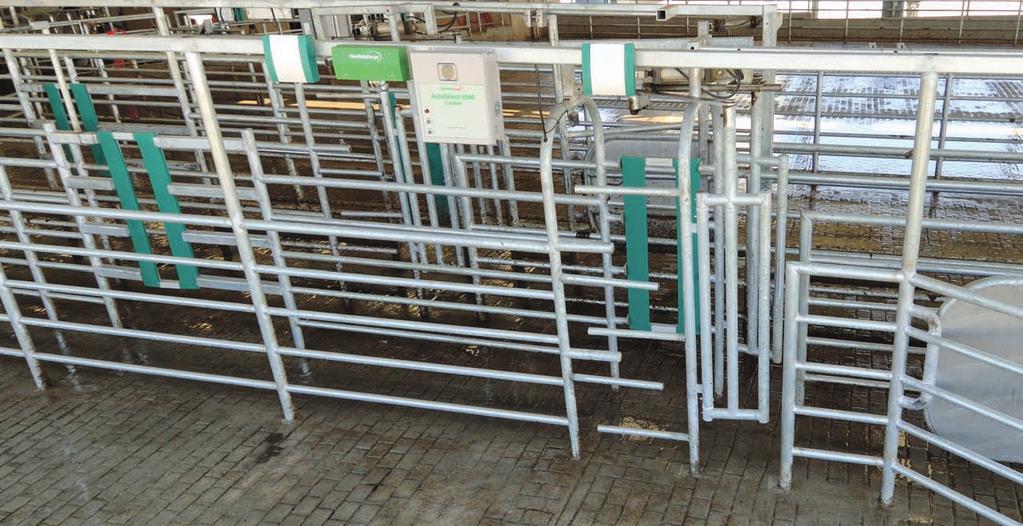 AutoSelect: Quick, Reliable Animal Sorting GEA Farm Technologies offers three ways to quickly and efficiently separate individual cows or groups, saving time and labor You ve equipped your cows with