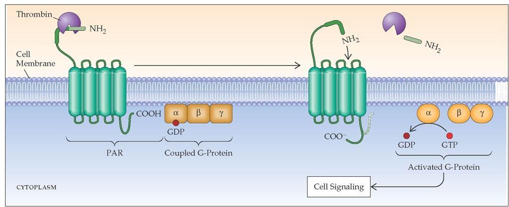 Thrombin activation is mediated by G protein-coupled proteaseactivated receptor (PAR).