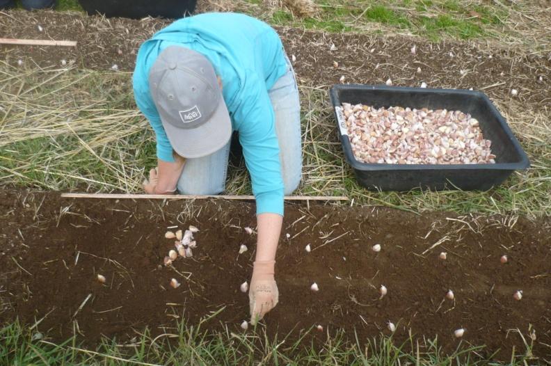 Planning: What are the steps from start to finish? Planting garlic WHEN? Fall planting in Oct. WHERE & WHY? Review crop rotation & marketing plan. HOW?