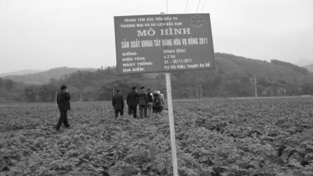 A visit to the potato plantation model in Ha Thieu commune 2.