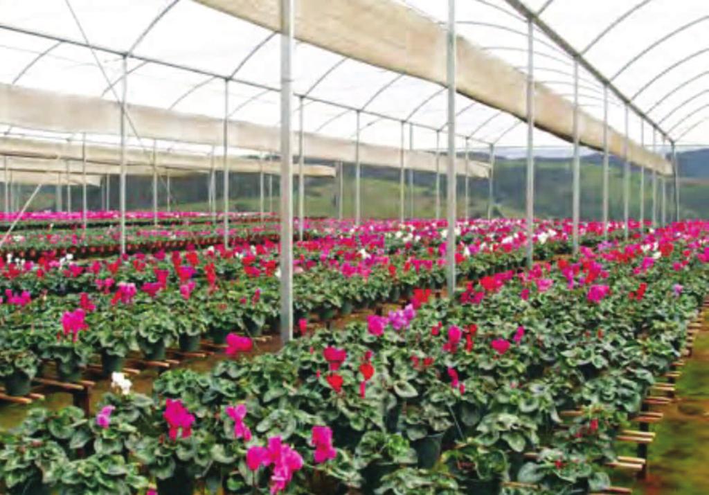 CYASORB CYNERGY SOLUTIONS A Series cyasorb SoLUtIoNS A series products protect polyethylene mulch ﬁlm and greenhouse ﬁlm covers during outdoor exposure even when exposed to aggressive agrochemicals