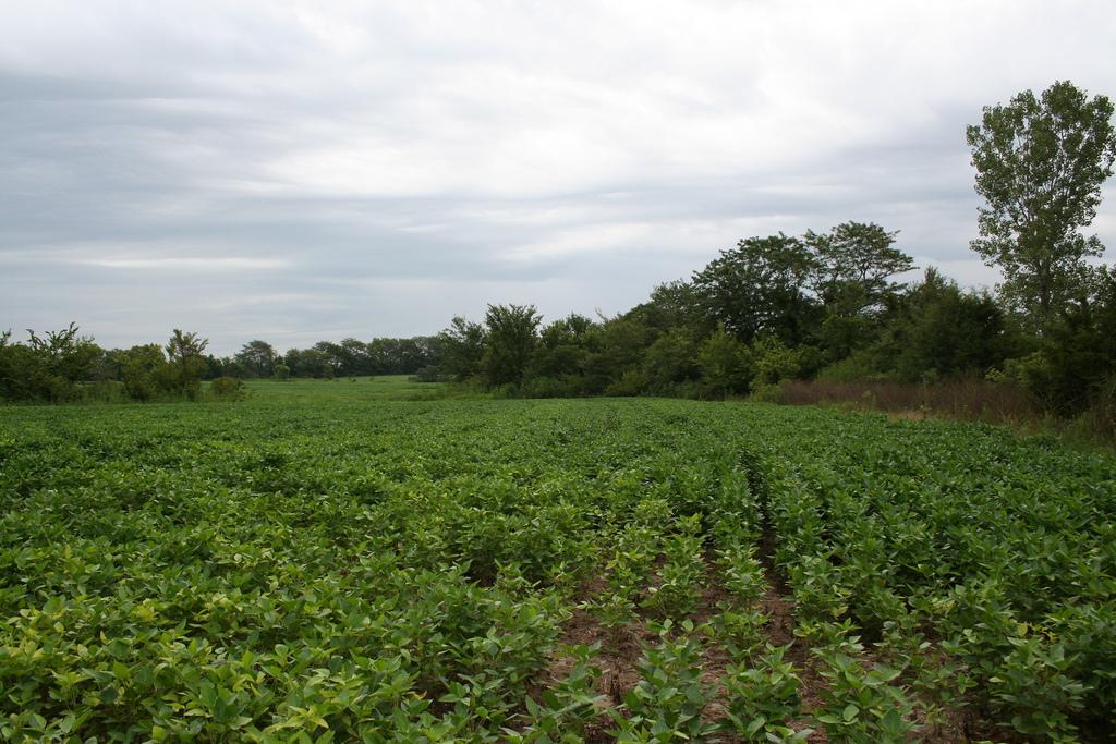 Photograph 1. Soybean Field in Project Area (view to southeast) meet the investigators historic site designation criteria as outlined in the methods section of this report.
