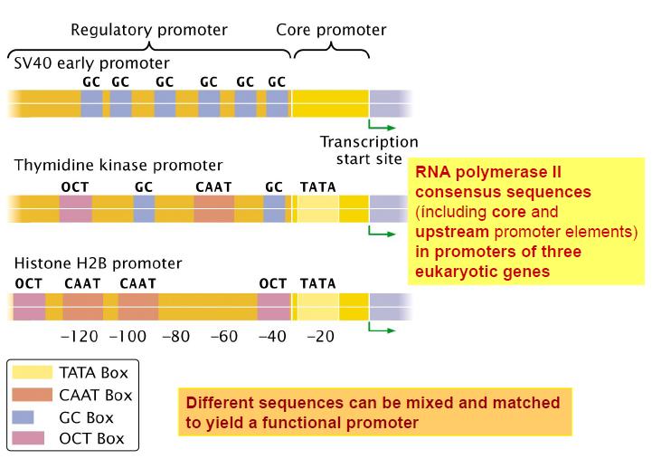 3.3.1 Eukaryotic promoter elements Eukaryotic promoters extend from the transcriptional start site to approximately 200 bps upstream (Figure 1A).