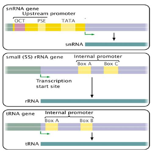 Figure 1B: Eucaryotic promoter element recognized by RNA Pol III Promoter elements recognize by RNA polymerase I are not well conserved in sequence from one species to another.