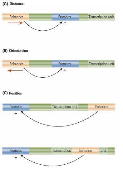 Fig3: Enhancer elements can activate a promoter at a distance (A) in either orientation (B) and upstream downstream or within a transcriptional unit (C). 3.