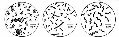 FARM MICROBIOLOGY 2008 PART 2: BASIC STRUCTURE AND GENETICS OF BACTERIA I. Basic Morphology (Shape) of Vegetative Cells. A. Microscopic. Example Escherichia coli (aka E. coli) is 1.3 µm (= 0.