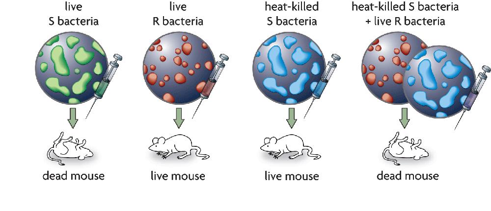 A transforming material passed from dead S bacteria to live R