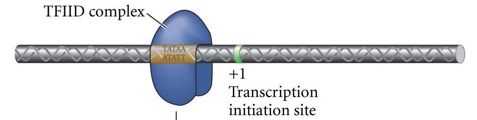Transcription Initiation Complex 1.
