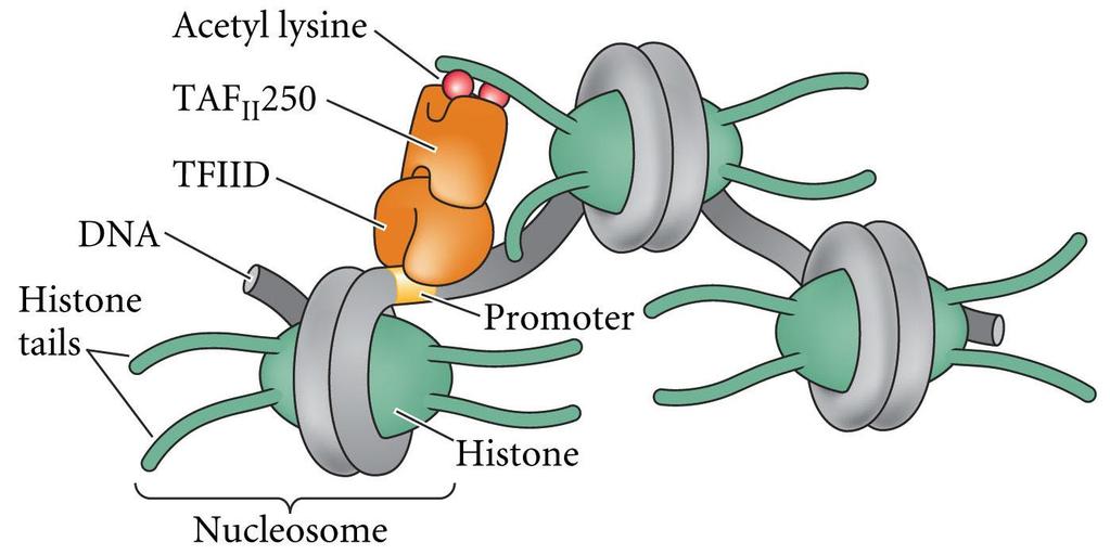 TAF Histone Acetyltransferase Activity TAF(s) TBP-associated