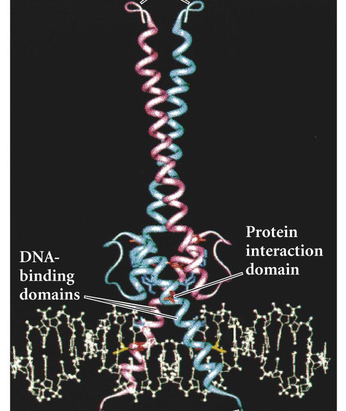 Transcription Factor Domains Transcription factor MITF - basic helix-loop-helix - homodimer is the functional protein The trans-activating domain is contained