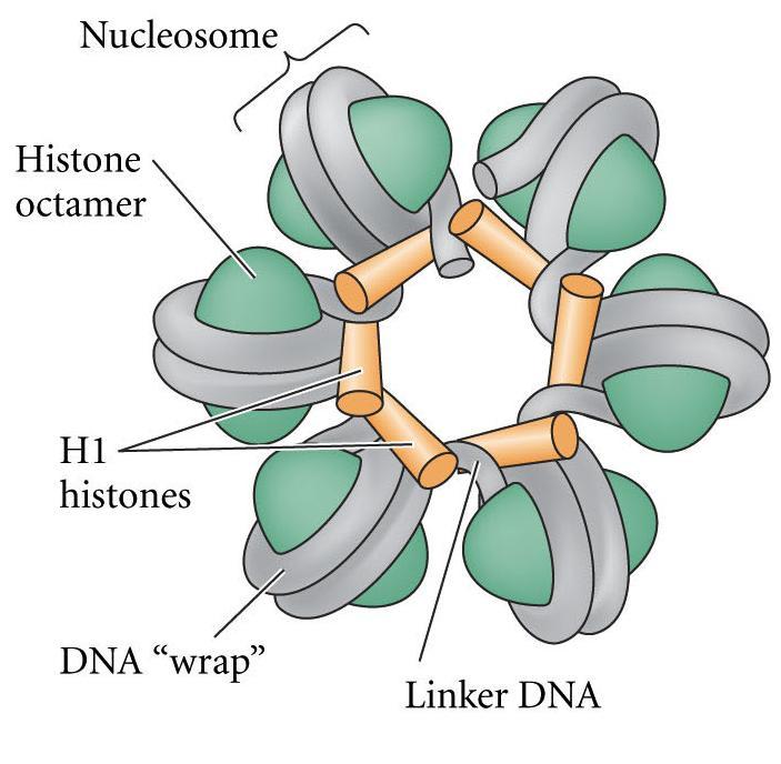 Chromatin Structure ~140 bp chromatin ~60 bp Histone