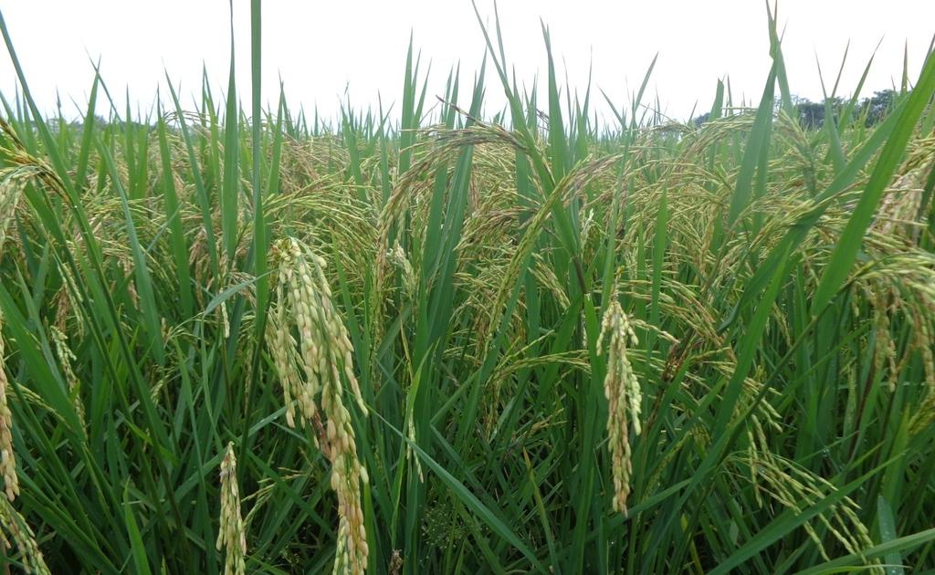 A RESEARCH REPORT ON: Effects of Zinc on variety performance in terms of Yield and Yield Attributing Characters of Rice at Karma R & D Center, Jyotinagar Principal Researcher Mr.